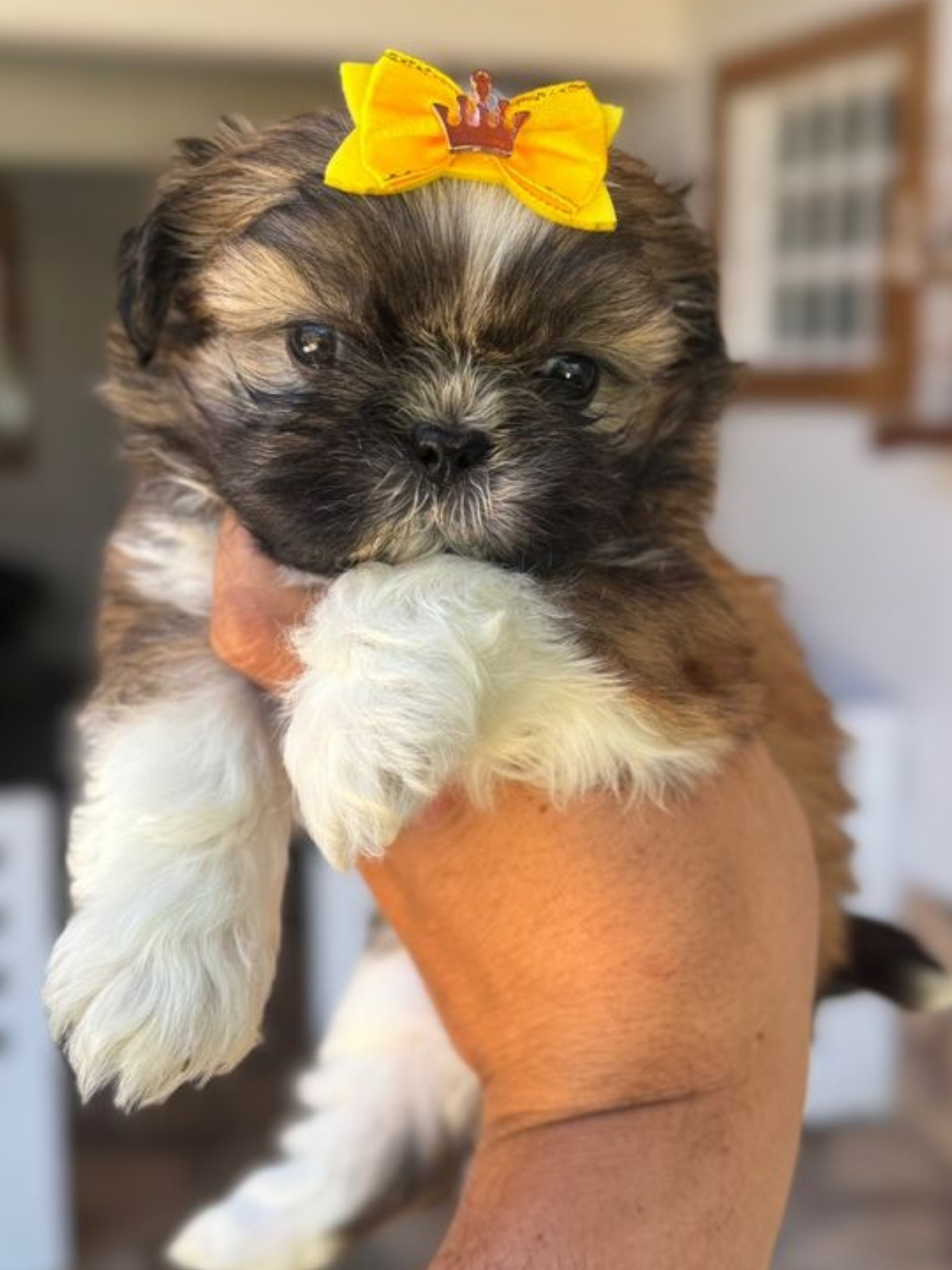 Shi Tzu